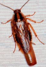 German Roaches